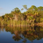 Alligator Creek | Florida Hikes! Pertaining To Charlotte Harbor Preserve State Park Trail Map