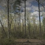 Best Trails In Townsend State Forest   Massachusetts | Alltrails Pertaining To Townsend State Forest Trail Map