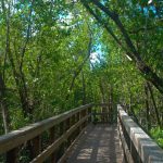 Hiking In Charlotte Harbor | Florida Hikes! With Charlotte Harbor Preserve State Park Trail Map