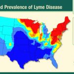 New Map Shows Where Dogs Are Most Likely To Get Lyme Disease With Lyme Disease By State Map