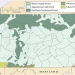 Pa Dcnr   Plant Communities With Regard To Pa State Forest Maps